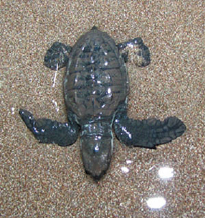 Baby sea turtle in Manzanillo / Malpais / Santa Teresa, Costa Rica