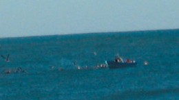 Illegal fishing kills sea turtles