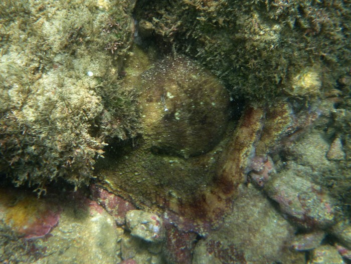 Octopus 1 Malpais Octopus