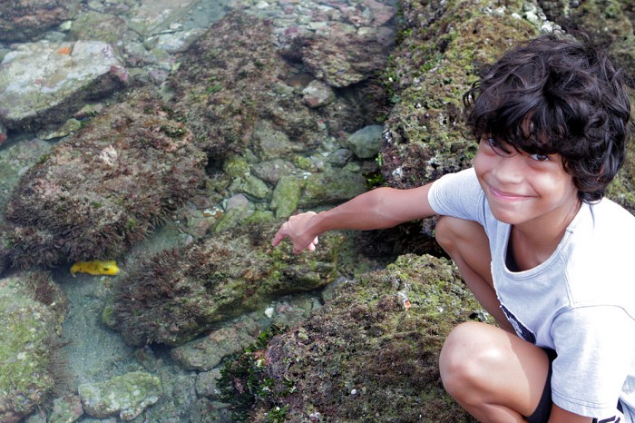 puffer-fish-at-los-suecos
