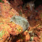 Sea Slug on Red Coral Sea Slug on Red Coral