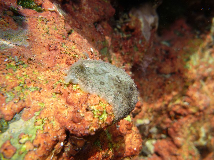 Sea Slug on Red Coral