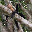 View The Animals Album