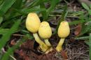 View The Mushrooms Album