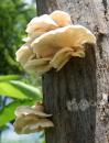 View The Mushrooms Album