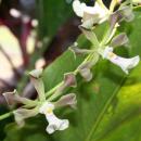 View The Orchids Album