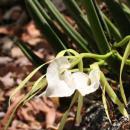 View The Orchids Album