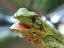 View The Reptiles Album