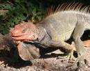 View The Reptiles Album