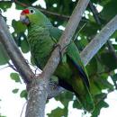 View The Birds Album