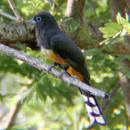 View The Birds Album
