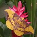 View The Insects Album