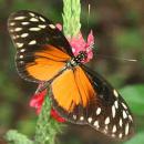 View The Insects Album