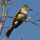 View The Birds Album