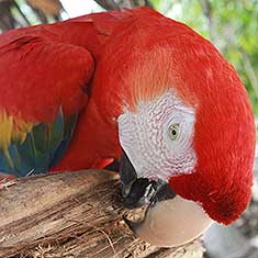 Birdwatching and birding tours in Costa Rica