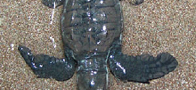 Sea Turtles Update for Manzanillo and Malpais Areas