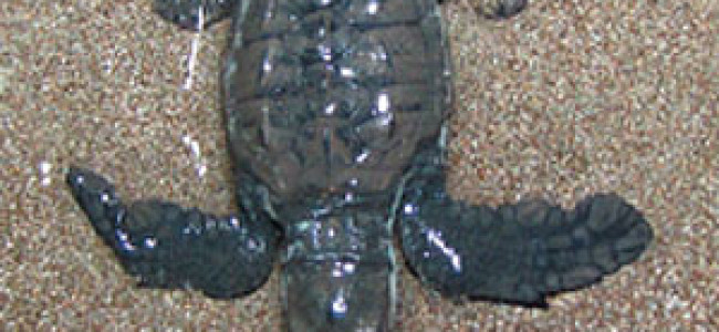 Sea Turtles Update for Manzanillo and Malpais Areas Sea Turtles Update for Manzanillo and Malpais Areas