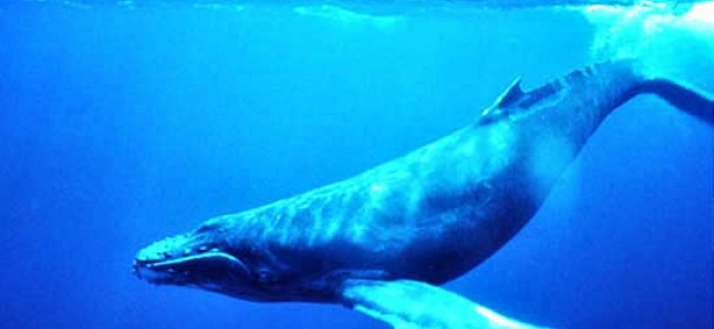 Three humpback whales killed by illegal nets off Cabuya Three humpback whales killed by illegal nets off Cabuya