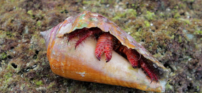 Tidepool Creatures