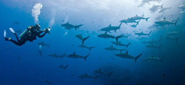 Cocos Island Costa Rica