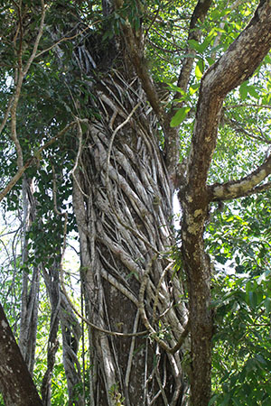 Strangler Fig Tree
