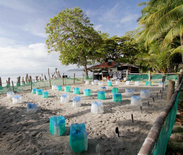 Playa Montezuma Turtle Sanctuary