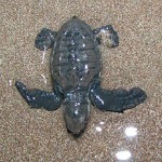 Baby sea turtle in Manzanillo / Malpais / Santa Teresa, Costa Rica