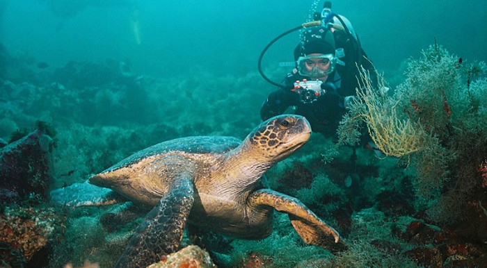 Scuba diving with sea turtles