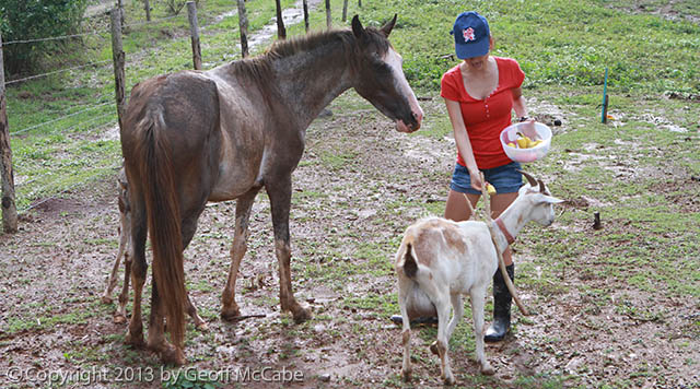 Rancho Delicioso Volunteer Organic Farm