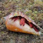 Giant hermit crab of Malpais, Costa Rica