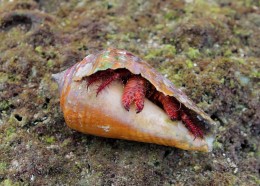 Giant hermit crab of Malpais, Costa Rica