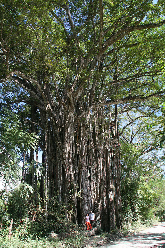 Giant Cabuya Banyan Tree (Higueron/Fig)