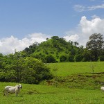 Cows and Hills of Cobano