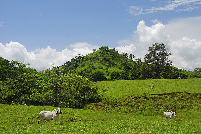 Cows and Hills of Cobano