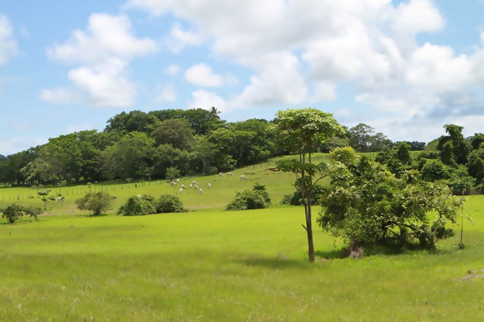 Cattle Ranch in Delicias