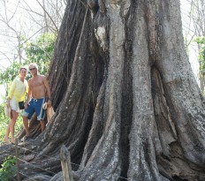 Giant Pochote Tree