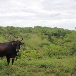 A cow in San Isidro
