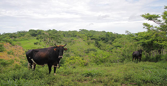 A cow in San Isidro