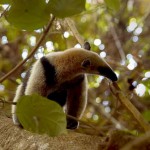 Tamandua