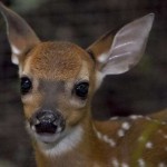 Baby deer in Cabuya