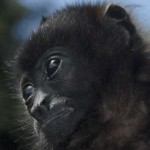 Howler Monkey BAby