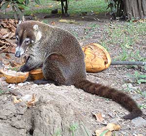 Coati Pizote