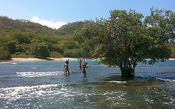 Jesus Tree of Costa Rica