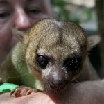 Kinkajou in Costa Rica