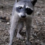Mapache (Raccoon)