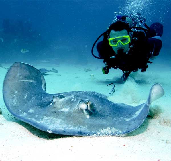 Scuba Diving / Buceo near Santa Teresa / Tortuga Island