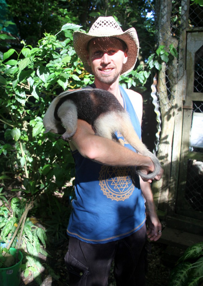 costa rica anteater