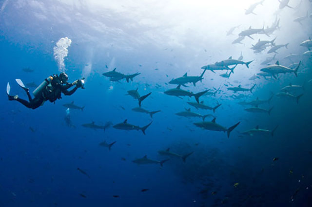 COCOS ADALARI - KOSTA RİKA SCUBA DIVING ile ilgili görsel sonucu